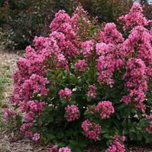 Peppermint Crape Myrtle Cuttings - 10 Unrooted Lagerstroemia indica 'Peppermint' for Landscaping and Garden Borders