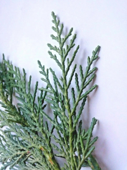 Leyland Cypress Cuttings 75 Pack Unrooted Cupressocyparis leylandii for Rooting Privacy Hedge Landscaping