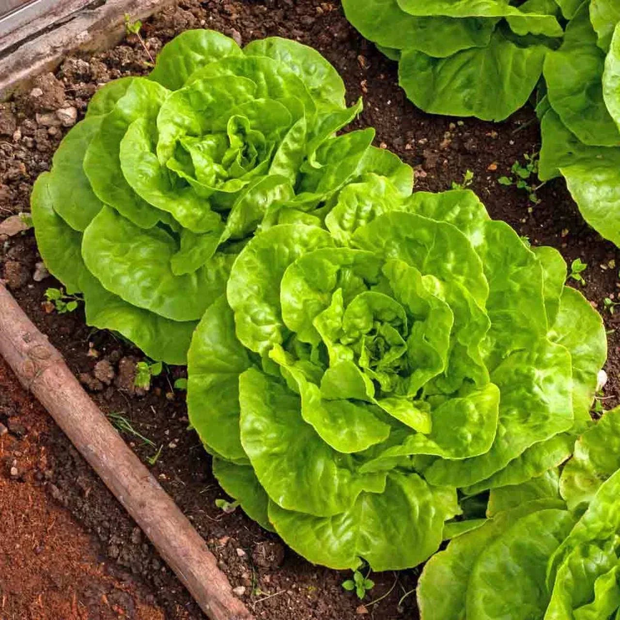 Buttercrunch Lettuce Seeds - Non-GMO, 1000+ Seeds, Lactuca sativa, Salad Greens, Compact, Fast Germination, Ideal for Home Gardens