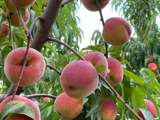 Nemaguard Peach Cuttings Lot of 10, Grafting Ready, Prunus persica, Fruit Tree Propagation, Orchard Development