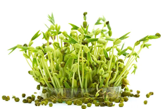 Organic Mung Bean Seeds 2 oz for Sprouting Vigna radiata Non-GMO Edible Seeds