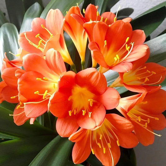 Live Clivia Miniata Plant - Large Orange Flowering Bush Lily - Well Rooted Indoor/Outdoor Houseplant