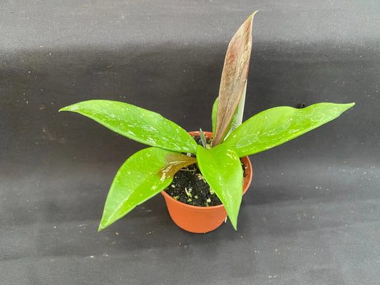 Hoya Plant in 2.5" Pot – Royal Hawaiian Purple – Hoya pubicalyx ‘Royal Hawaiian Purple’ – Indoor Houseplant, Purple Blooms