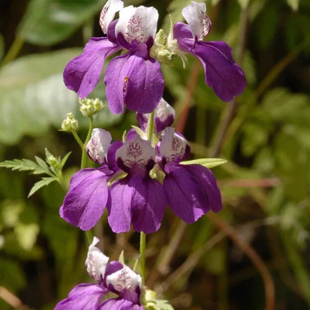 Collinsia heterophylla Flower Seeds – Chinese Houses Perennial Garden Seeds with Unique Flower Shape