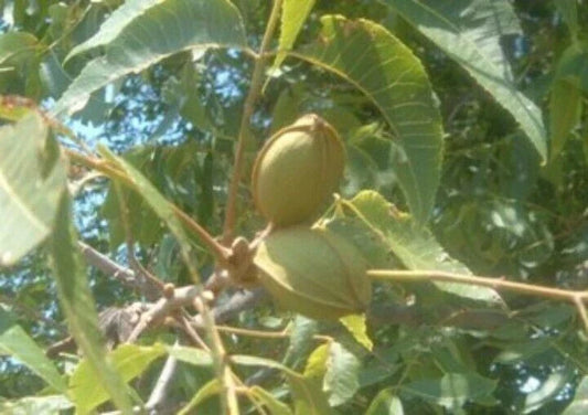 Live Pecan Tree Seedlings - 2 Pack, Rooted, Ready to Plant, Carya illinoinensis, Deciduous Orchard Trees for Garden or Backyard