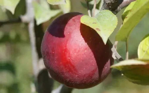 Macoun Apple Seeds - 25+ Pack for Planting, Organic Malus domestica, USA Grown, Non-GMO, Home Garden Fruit Tree