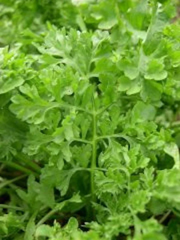Curled Garden Cress Seeds Pack of 3000 Non-GMO Heirloom Lepidium sativum for Salads & Garnishes
