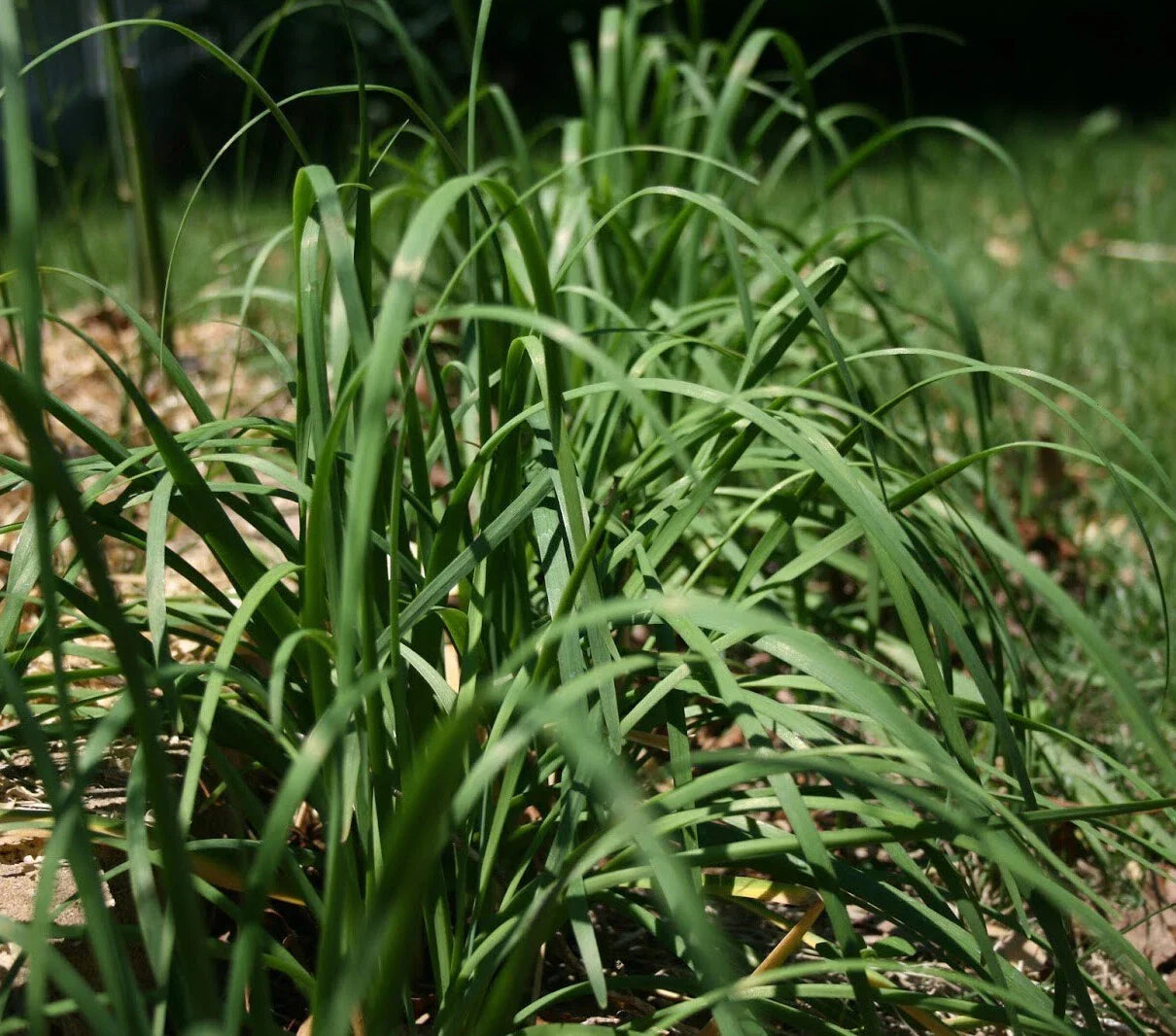 Garlic Chives Seeds 250+ Allium tuberosum Chinese Chives Vegetable for Culinary Use, Perennial Herb, Non-GMO