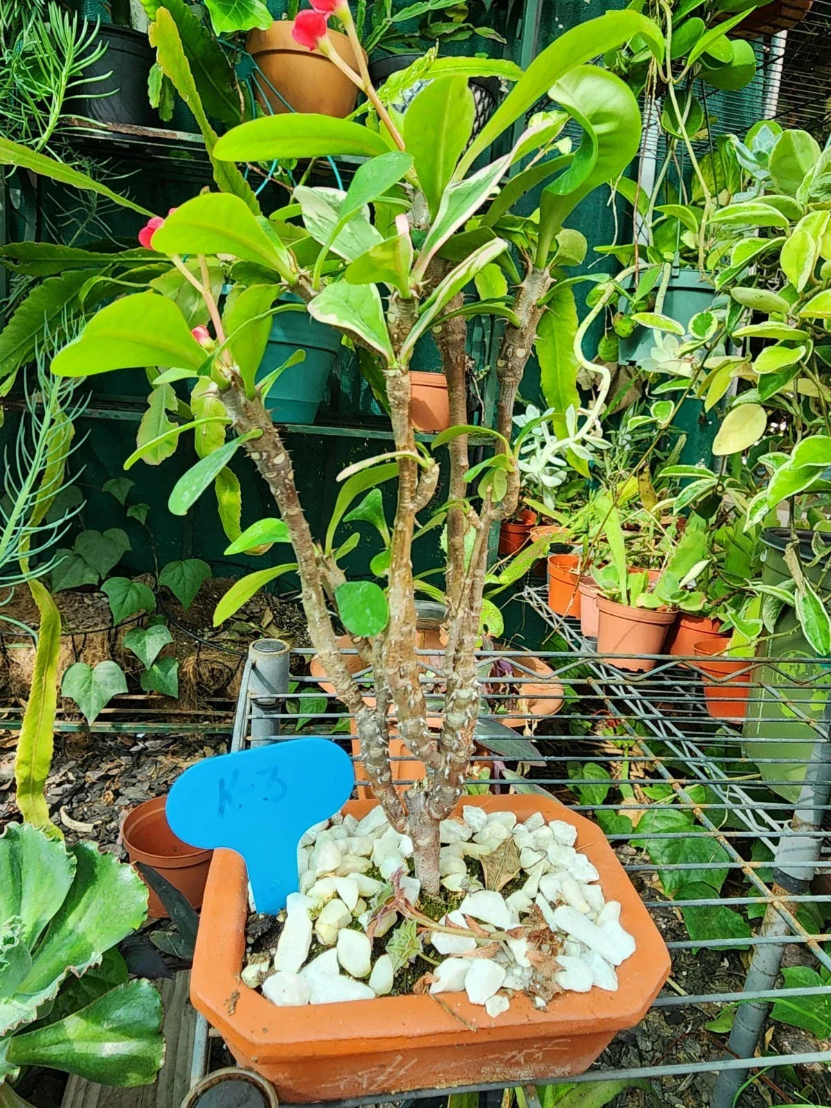 Variegated Crown of Thorns Bonsai Live Plant, Euphorbia milii, Succulent Shrub, Well-Rooted Indoor or Outdoor Plant
