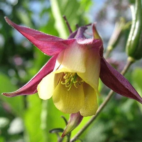 Oriental Columbine Seeds | Non-GMO Aquilegia japonica for Gardens & Pollinators | 50-1,000 Seeds