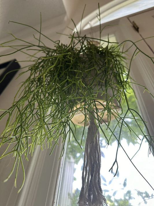 Mistletoe Cactus Cutting | Rhipsalis baccifera Indoor Plant | Trailing Greenery for Home Decor