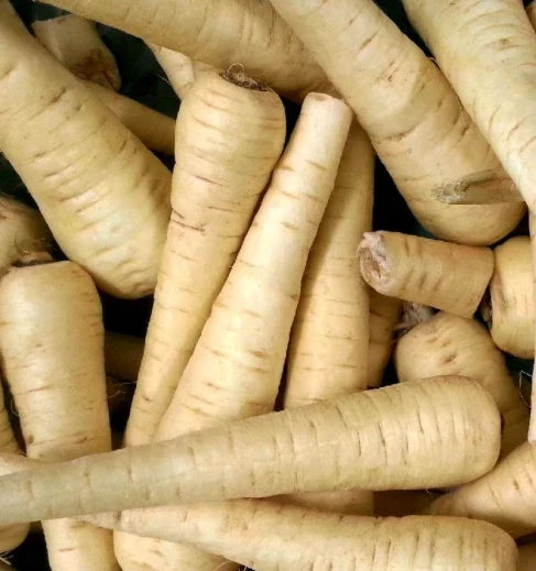 All American Parsnip Seeds - Non-GMO Pastinaca sativa Root Vegetable Pack of 100 Seeds for Home Garden