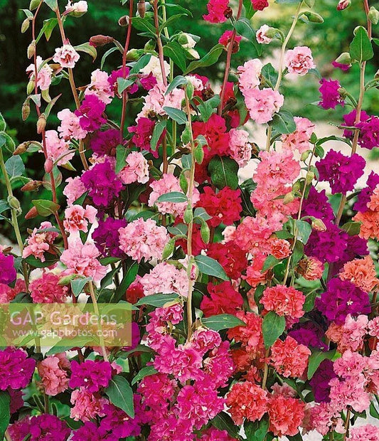Mountain Garland Clarkia Seeds 1500 Pack | Colorful Annual Wildflower for Gardens & Landscapes | Clarkia unguiculata