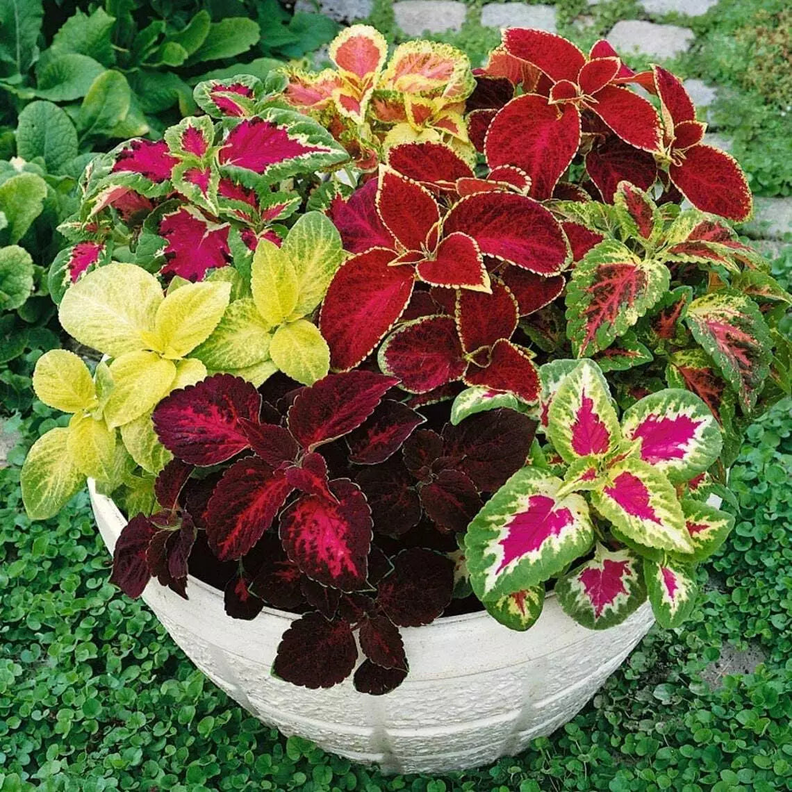 Coleus Seeds - 500 Count Jazz Combo Mix - Coleus blumei Garden Flower Seeds for Bright Colorful Foliage
