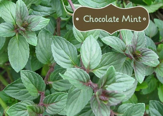 Organic Chocolate Mint Live Herb Plant - Mentha × piperita 'Chocolate' - Culinary Mint for Desserts & Drinks