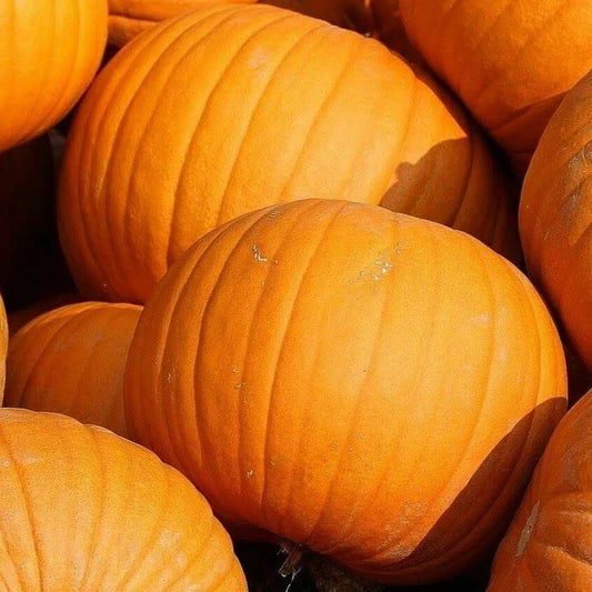Jack O Lantern Pumpkin Seeds Pack – Cucurbita pepo, Decorative & Carving Pumpkins, 15+ Seeds for Vegetable Garden