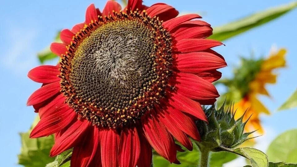 Red Sunflower Seeds - 50+ Non-GMO Heirloom Helianthus annuus for Bright Garden Blooms