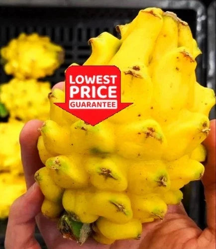 Yellow Dragon Fruit Live Plant – 2 Rooted Starter Cuttings Hylocereus megalanthus, Greenhouse Grown, Exotic Fruit Plant
