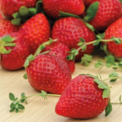Ozark Beauty Strawberry Plants - 10 Bare-Root Everbearers - Sweet Red Fruit - Fragaria x ananassa
