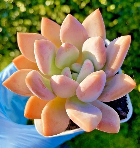 Rare Succulent Plant - 2.75-Inch Graptoveria Opalina - Easy Care, California Native, Bare Root, Rosette-Forming, Succulent Collection