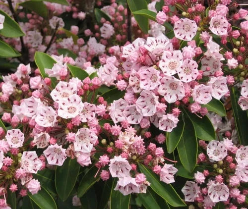 Pink Mountain Laurel Live Plant Bare Root – Kalmia latifolia with Pink Flowers, Evergreen Foliage, Garden Landscape, 1 Foot