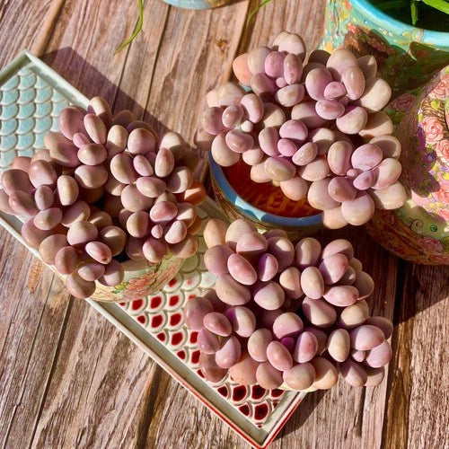 Live Succulent Plant Bare Root Graptopetalum amethystinum for Home & Wedding Decor, Easy-Care Indoor Greenery