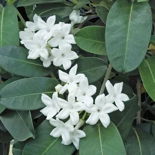 Madagascar Jasmine Starter Plant – Small Rooted Stephanotis floribunda with Fragrant White Flowers, Indoor Green Leaf Flowering Plant