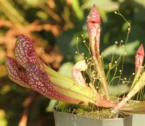 Live Carnivorous Pitcher Plant 3" Scarlet Belle Sarracenia Hybrid - Beginner Friendly Bare Root Red Pitchers