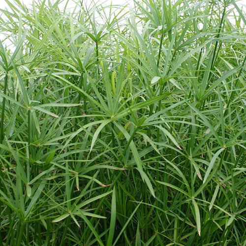 Live Dwarf Umbrella Palm Plant - Tropical Marginal Pond Plant - Cyperus alternifolius - Easy Care, 1 Gallon Container