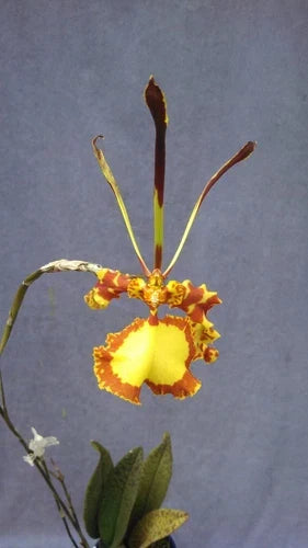 Psychopsis Mendenhall 'Hildos' FCC/AOS Orchid | Rooted Plant in 2.5" Pot | Butterfly Hybrid Psychopsis papilio