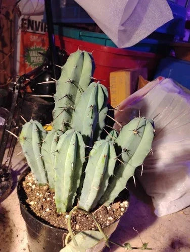 Myrtillocactus Geometrizans Adult Live Cactus – Unique Geometric Shape – Cactus Collectors Plant – Architectural Succulent