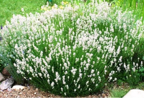Lavender Plant Plug - Ellagance Snow White - Perennial Lavandula angustifolia with White Flowers for Garden & Indoor Use