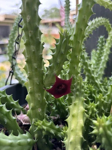 Live Rooted Cactus Plant - Red Dragon Huernia schneideriana in 3-Inch Pot with Blooming Red and Yellow Flowers