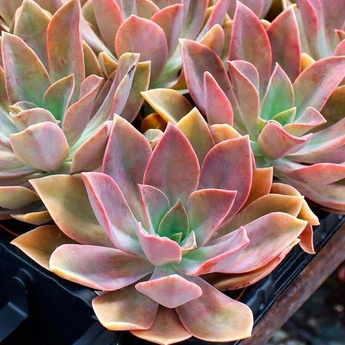 Rare Graptoveria Dusty Succulent 3-Inch Live Plant Hybrid Graptopetalum paraguayense × Echeveria gibbiflora