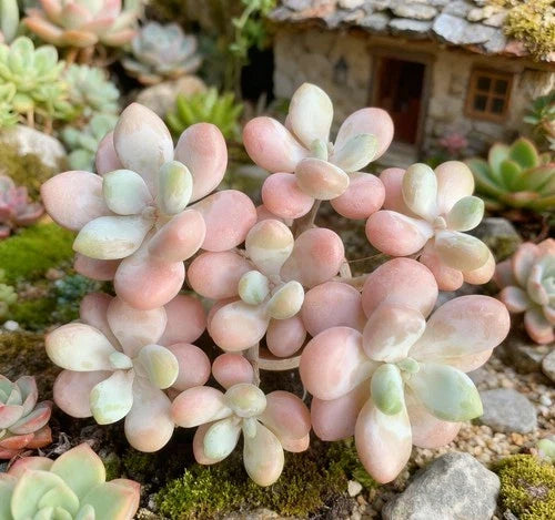 Rare Graptosedum Miul Succulent Plant Bare Root Hybrid with Pastel Leaves for Indoor Outdoor Decor