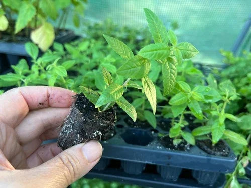 Lemon Verbena Starter Plant Plug - Aloysia citriodora - Fresh Culinary Herb for Gardening & Aromatherapy