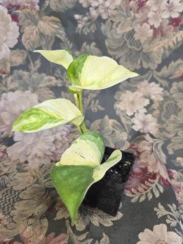 Manjula Pothos Live Plant in 2 Inch Pot, Variegated Heart-Shaped Leaves, Epipremnum Aureum 'Manjula' Indoor Plant