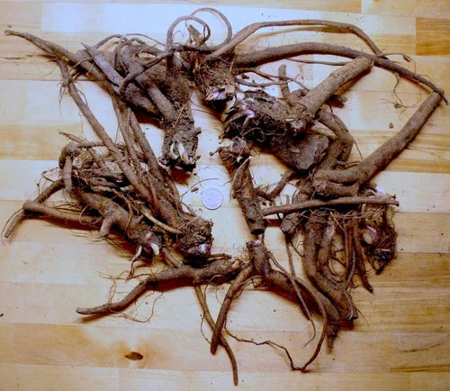 Live Russian Comfrey Plant Crowns - Bocking #4, Organic Symphytum Peregrinum, Drought Resistant, Non-Invasive, 2.5 lbs