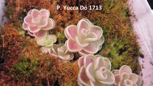 Live Carnivorous Butterwort Plant, Pinguicula Yucca Do 1713, Rare Pinguicula sp., 0.5-inch Diameter, Easy Care, Free Shipping