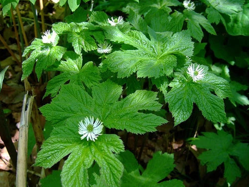 Goldenseal Live Roots - Hydrastis canadensis - Shade-Tolerant Perennial with Maple-Like Leaves and White Flowers