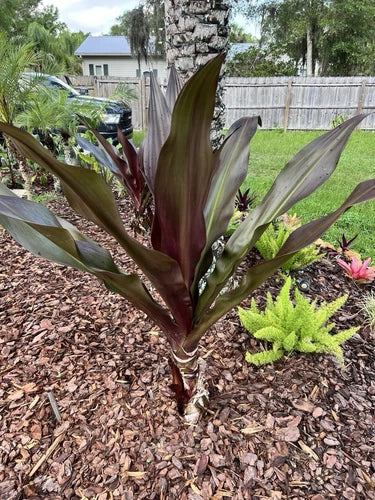 Bare Root Queen Emma Purple Crinum Lily Plants – Crinum x herbertii – 6-8 Inches, Garden Landscaping, Purple Flowers