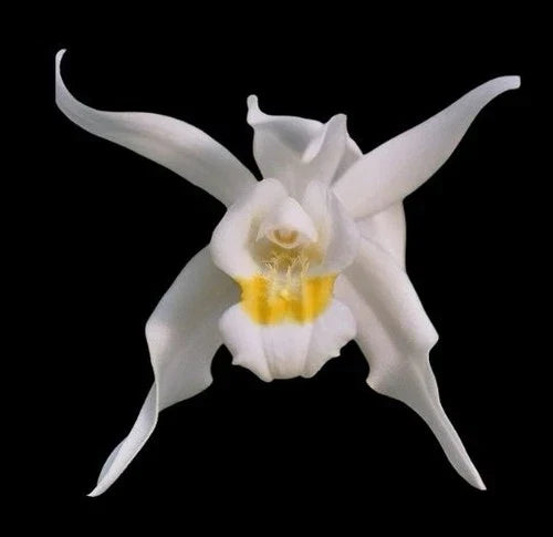 Coelogyne mossiae Orchid Plant 5-Inch Pot Hybrid Paph. Dr. Toot (delentaii x kolopakingii var. topperi) Multi-Growth