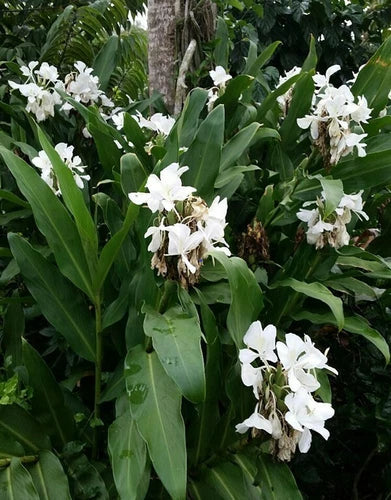Hedychium Coronarium Rhizomes – 2 White Butterfly Ginger Plants – Exotic Fragrant Tropical Garden Plants