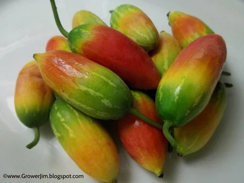Tindora Plant Root – Edible Ivy Gourd (Coccinia grandis) Self-Fruitful Vegetable for Gardens & Containers