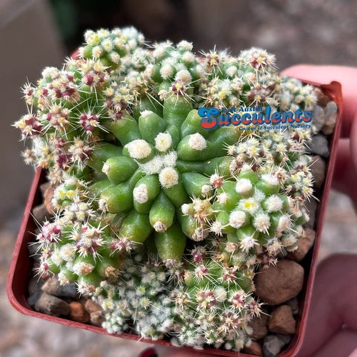 Live Rooted Cacti - Echinocactus grusonii monstrose - Unique Variegated Indoor Plant for Gardens and Decor
