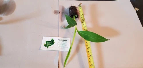 Blue Java Banana Starter Plant - 6-8 Inch Musa acuminata Ice Cream Banana, Edible, Cold & Heat Tolerant, Live Garden Plant