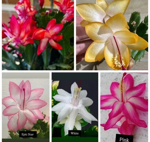 Christmas Cactus Cuttings Set – 5 Propagation Cuttings in Red, Pink, White, Yellow, Epic Star – Schlumbergera spp.