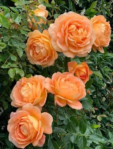 Climbing Rose Live Plant - Lady of Shalott Orange Own Root Garden Flower (Rosa 'Lady of Shalott')
