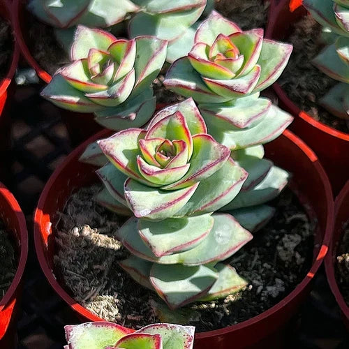 Live Crassula Perforata Succulent Plant in 4-Inch Planter – Pistachio Green with Pink Edges – Crassula perforata subsp. perforata