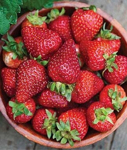 Seascape Strawberry Plants - Lot of 25 - Day Neutral, Heat-Tolerant, Disease Resistant Fragaria x ananassa for Full Sun Gardens